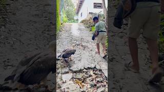 Inil adalah cara agar elang tetap jinak sama pemiliknya #wildlife #animals #explore #nature #foryou
