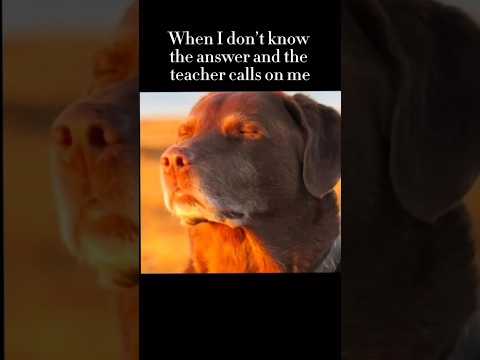 I Don T Know The Answer Meme Dog Teacher 