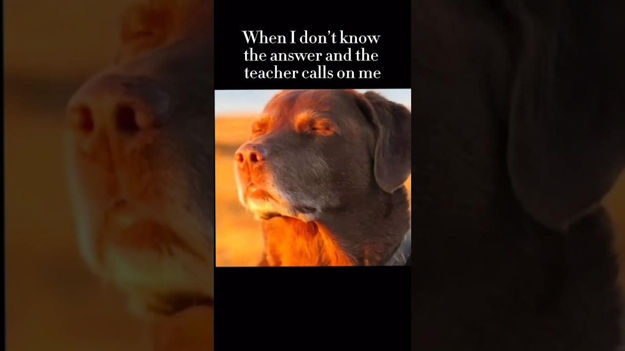 I don’t know the answer | 