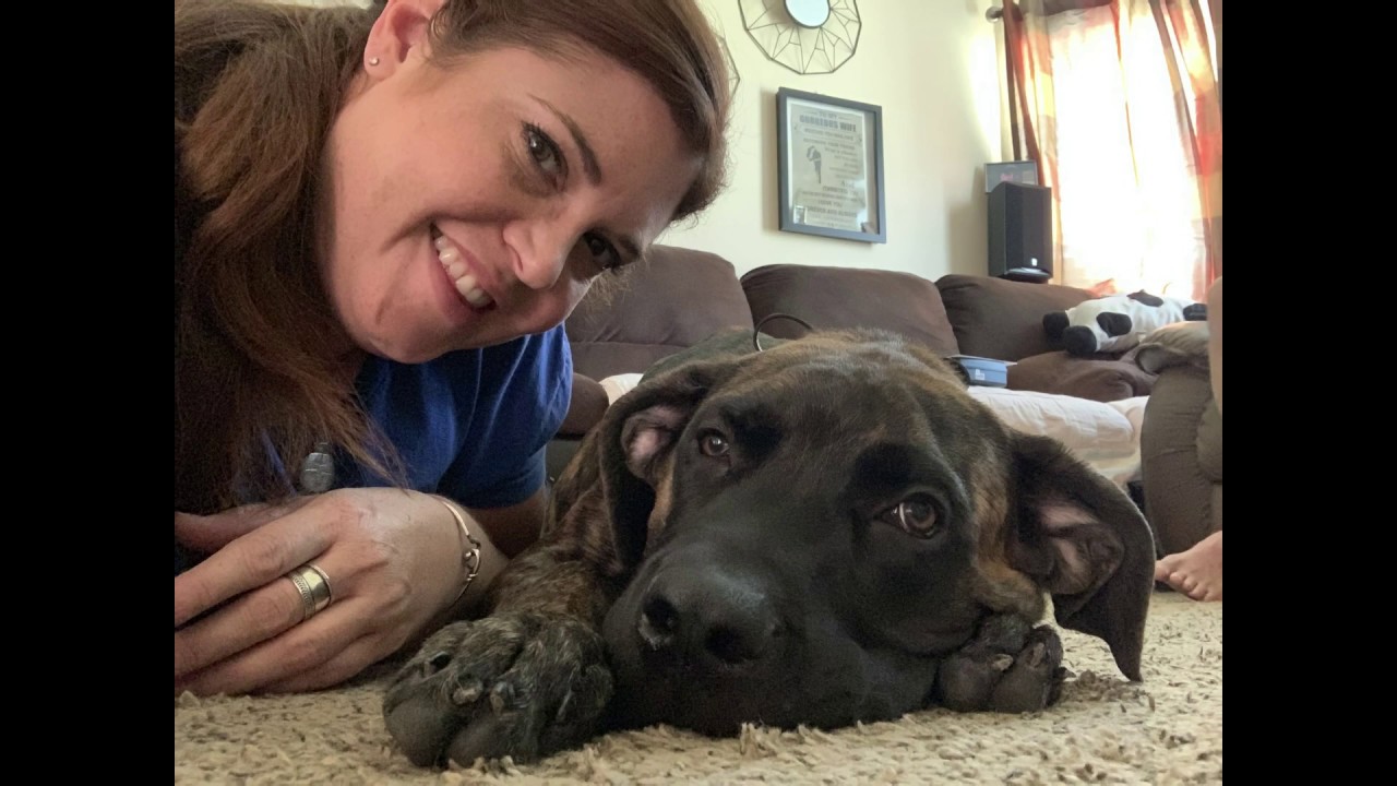 Bakersfield Dog Trainers English Mastiff, Sacha has Amazing Obedience Best Dog Trainers in CA