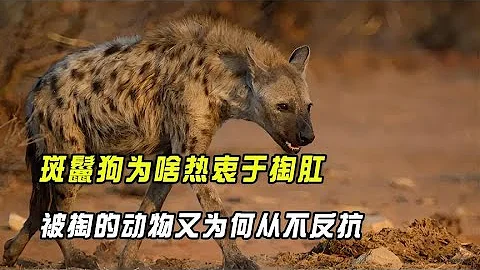 斑鬣狗为啥热衷于掏肛？被掏的动物又为何从不反抗，它们不疼吗？ 【趣普闻新】 - 天天要闻