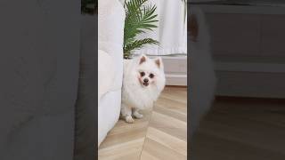 CatHug is cuter than me #CatHug #beakey #funny #CatHugBeautyBlenderHolder #petlovergift #dog