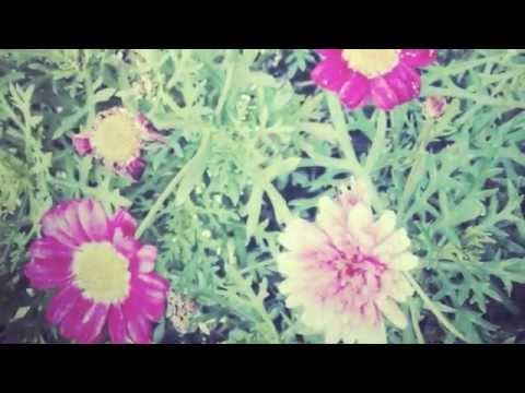 【MV】ARISA – Spicy Sugar〈フルバージョン〉 【CAS file.1】