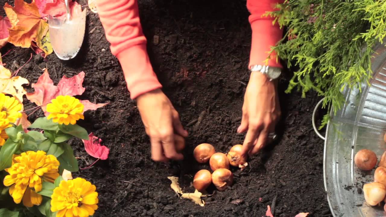 How to Plant Fall Bulbs YouTube