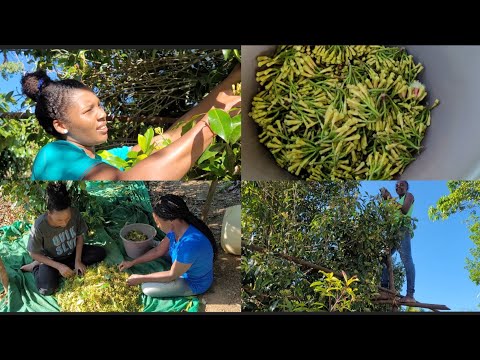 Vídeo: Colhendo cravo para cozinhar - Quando colher cravo no jardim