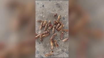 Video of  Date Pitting Machine