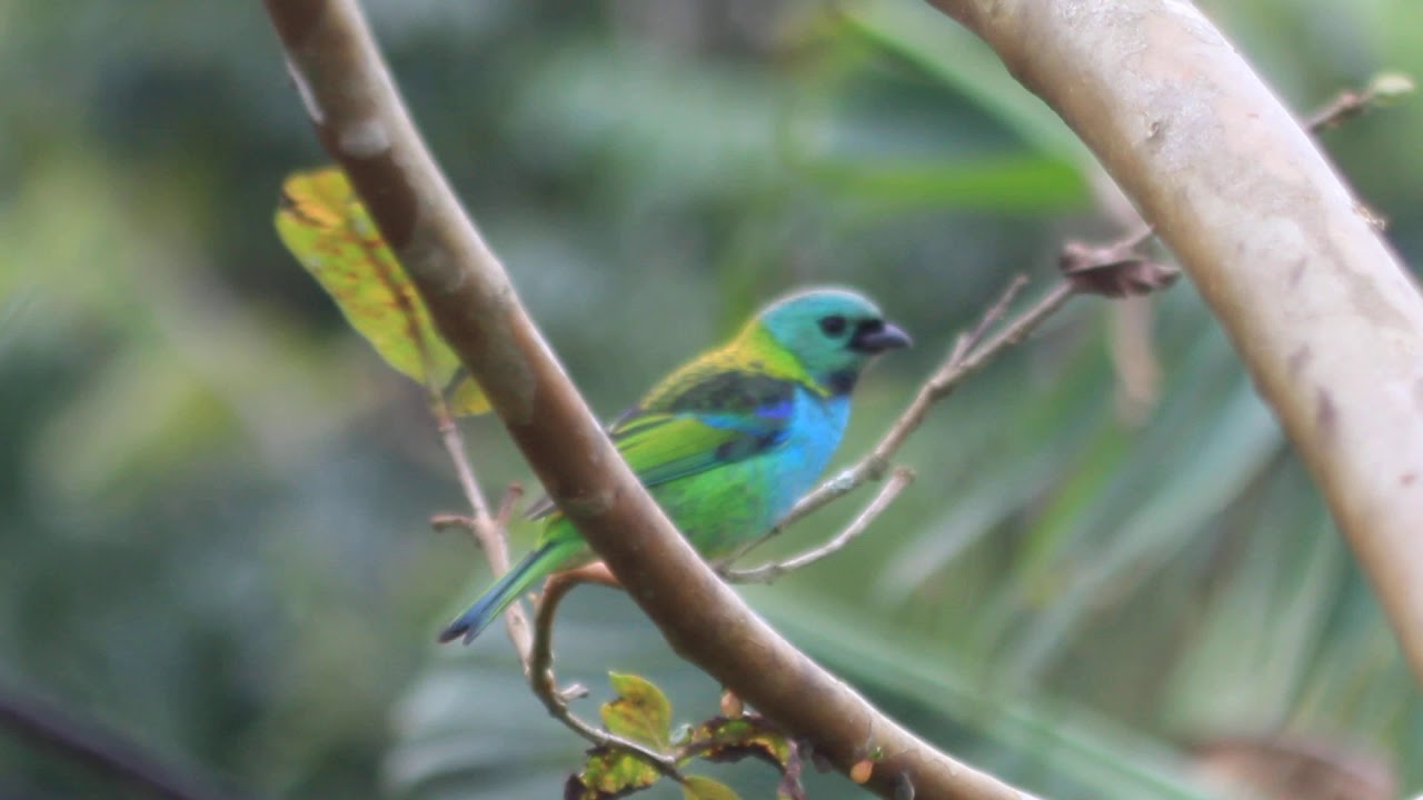Saíra Sete Cores/ Green-headed tanager (Tangara seledon) 