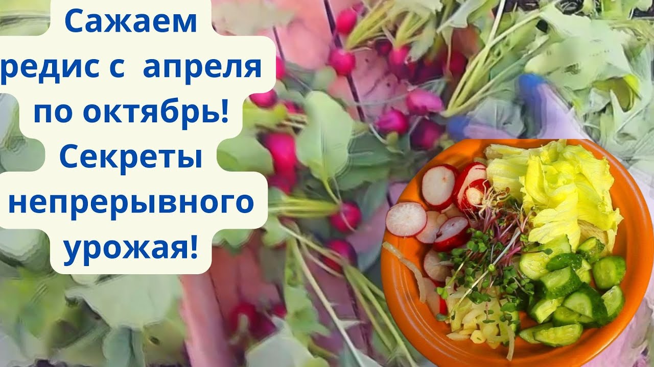Выращивание редиса
