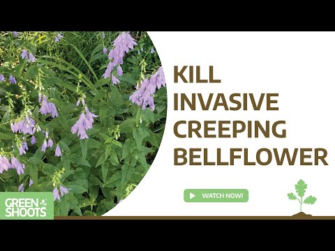 Kill Invasive Creeping Bellflower
