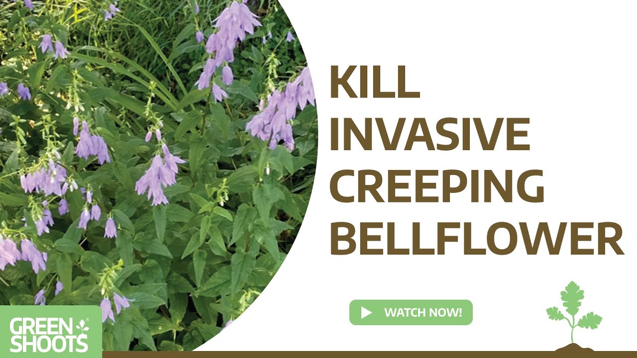 Kill Invasive Creeping Bellflower - YouTube