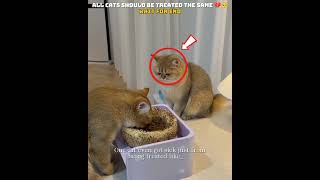 All Cats Should Be Treated Same 💔🥺 || #emotional #shorts #shortvideo #cat #petlovers #cute #cutecat