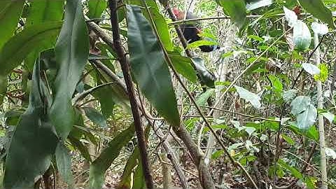 mus dib tus qaib qus ej no tuaj zoo heev part 5   ต่อไก่ป่า 2020