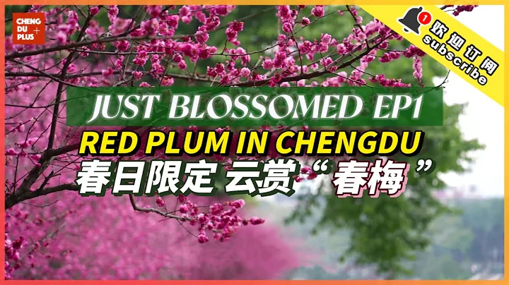 Harbinger-of-Spring in China – Red Plum Blossom Intoxicates Chinese Literati for Thousands of Years - DayDayNews