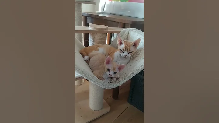 Watch the video about I love Devon Rex *****ren #cat #kitten #cute #devon #devonrex #catbaby #catbabyfunny