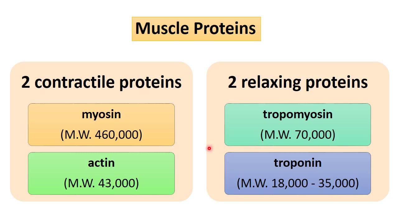 MED MUSI 111 excitability changes and muscle proteins - YouTube
