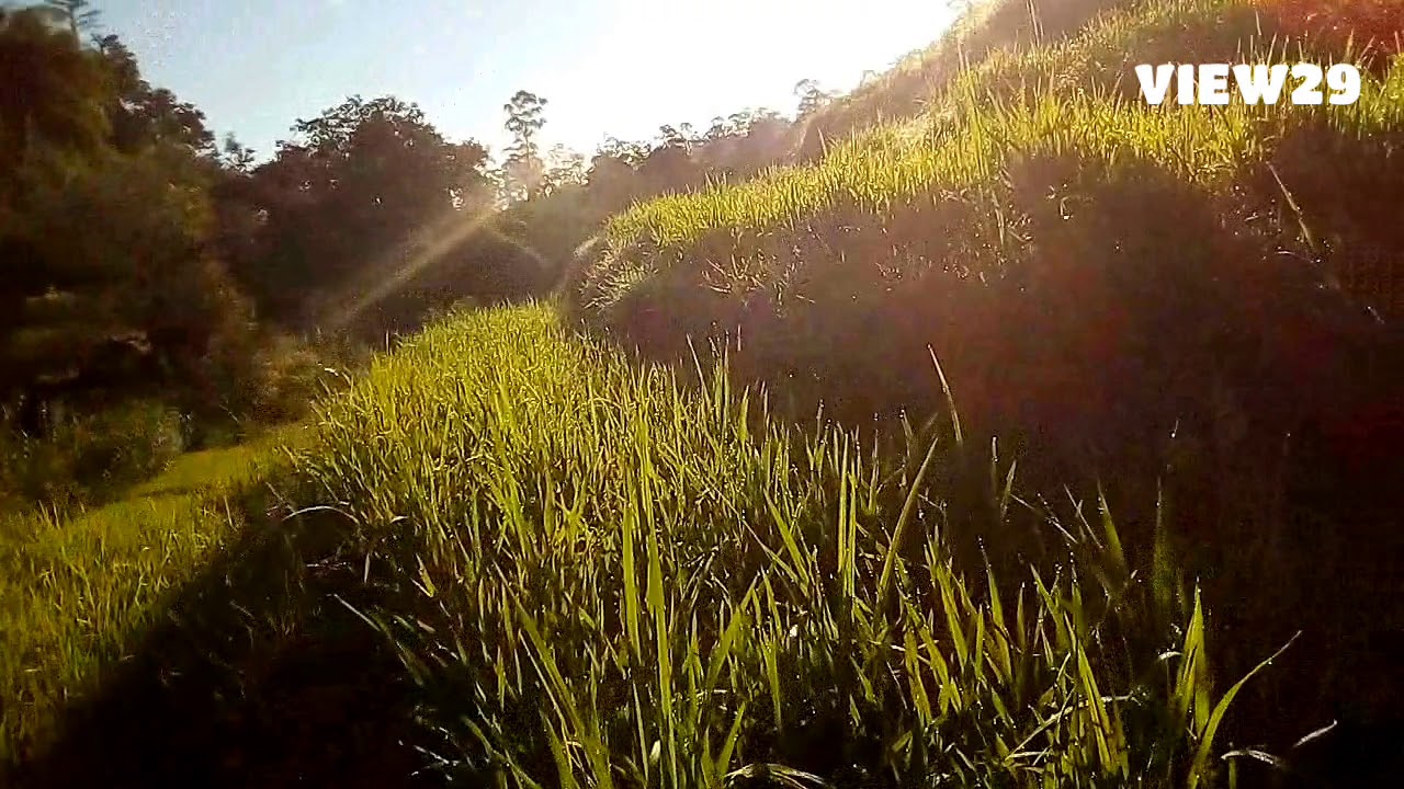 rural village morning scene | paddy field | relaxing on weekend | sunshine | good morning | view29