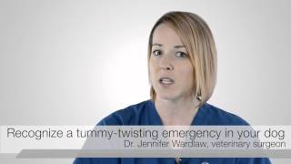 Go With Your Gut How To Recognize A Tummy-Twisting Emergency In Your Deep Chested Dog