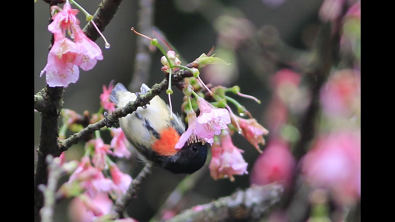 紅胸啄花啄花, Fire-breasted flowerpecker pecking flower, ハナドリ 