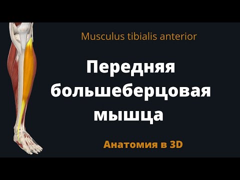 Передняя большеберцовая мышца. Musculus tibialis anterior. Краткий 3-D обзор. Анатомия.