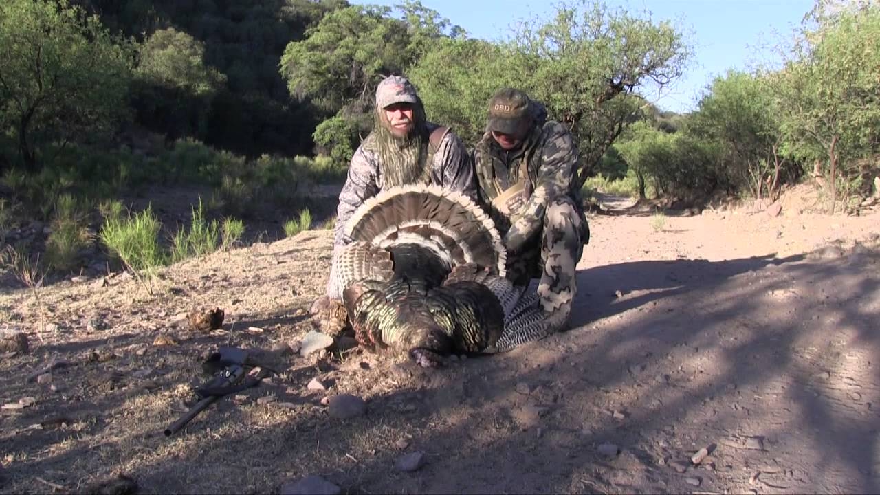 2014 Gould's Turkey Hunt Season Highlights YouTube