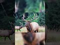 #deer #elk #moose #viralvideo