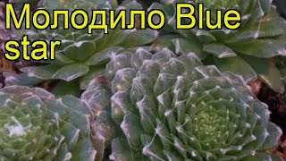 видео Молодило кровельное Sempervivum tectorum