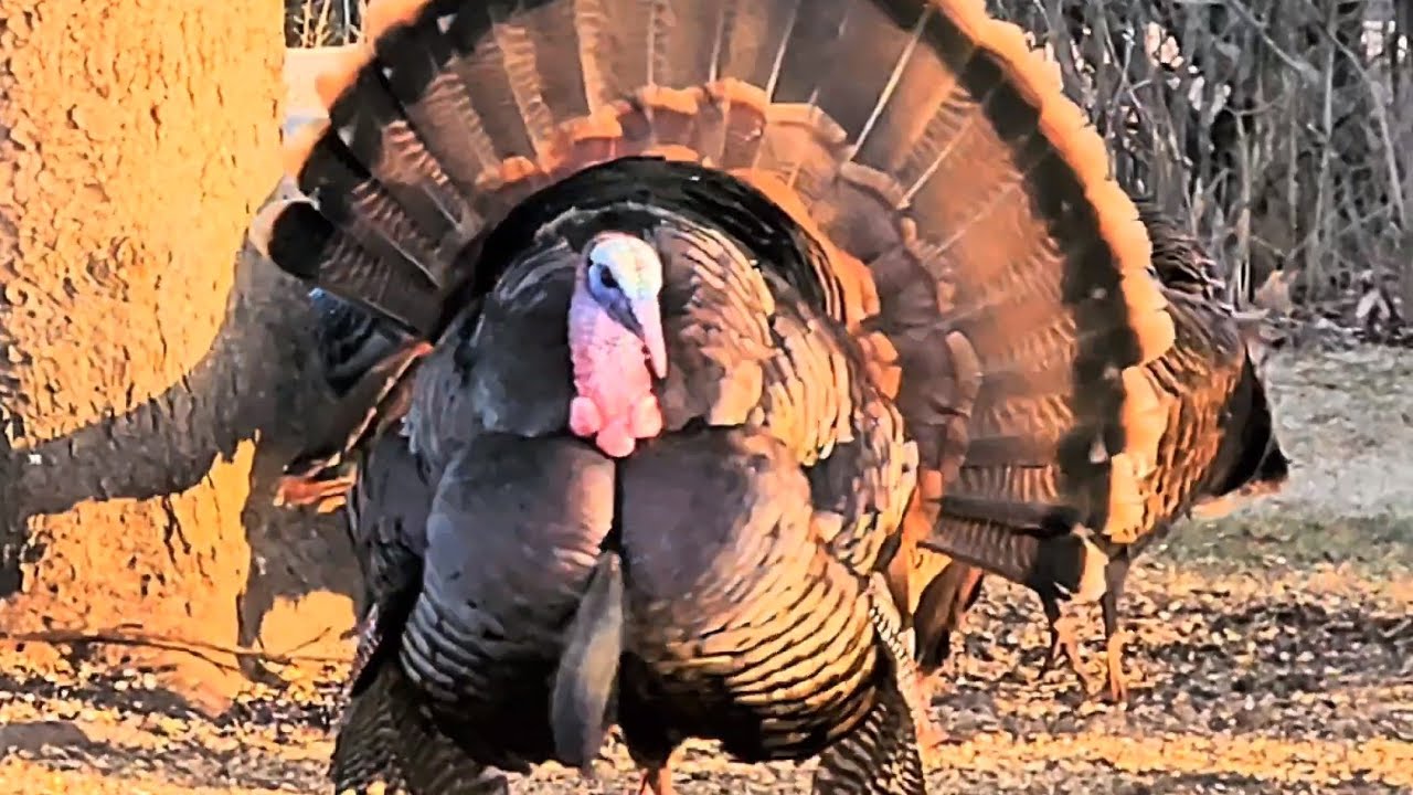 Wild Turkey Flock Toms Strut Till Sun Down deer And Turkeys In Close wild-turkey-flock-toms-strut-till-sun-down-deer-and-turkeys-in-close