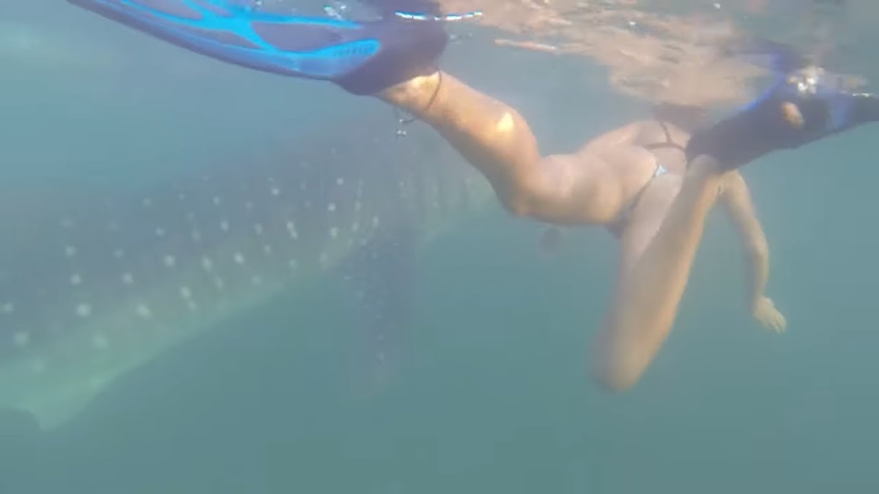18-24_Swimming with Whale Sharks (sailing ZERO)