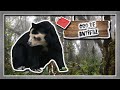 El oso frugívoro: oso de antifaz |(Animales del Mundo) |Petición|