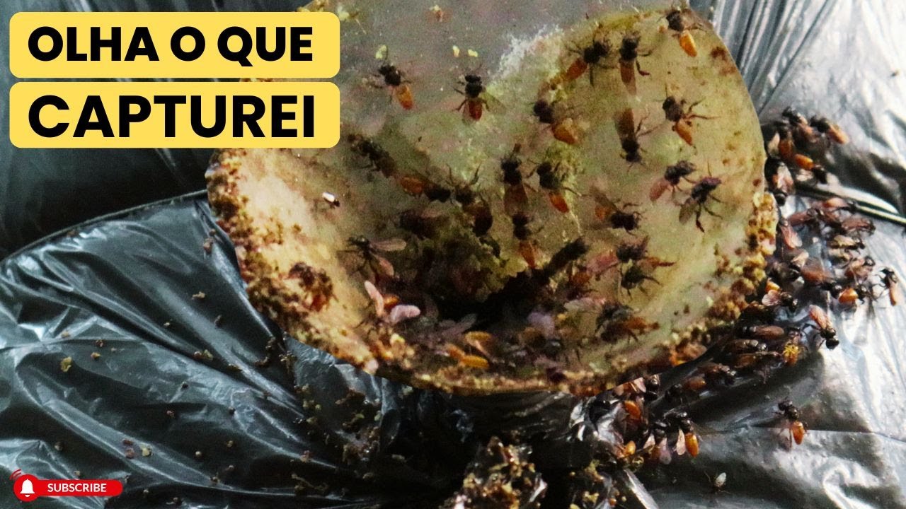 ENCONTREI UMA ABELHA DIFERENTE QUE NUNCA VI ANTES #abelhas #bee