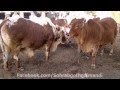 Rehman Cattle Farm Bull 2012