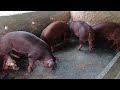 Animais com alto desenvolvimento! Macho Duroc disponível