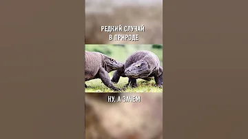 Эти Самки Размножаются Без САМЦОВ #shorts
