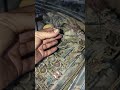 زرع خطوط حساس اوكسجين صالنصه مكينه فيفيتي