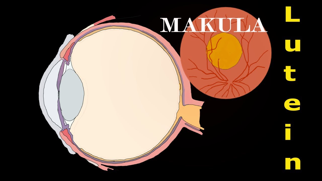 Augen-OP: Das passiert bei der Vitrektomie (Glaskörperabsaugung)