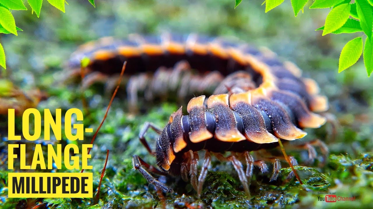 Long-flange millipede | Macro video | Fluttering leaves
