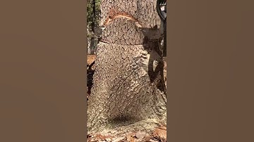 Trees Falling Down Compilation #shorts #outdoors