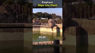 Elephant Slips into Pond