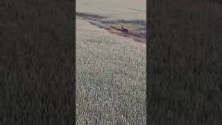 Kas tur notiek!?!?!? Vilks, mežacūkas un sumbri vienā kadrā! Aculiecinieka video!