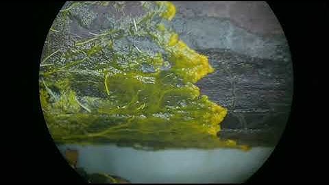 Physarum polycephalum plasmodium migration time lapse