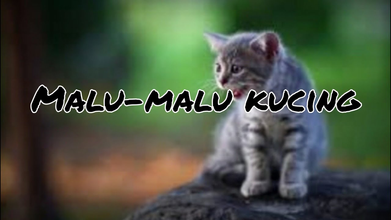  Inspirasi  kucing lucu  koplak gemesin funny cats  YouTube