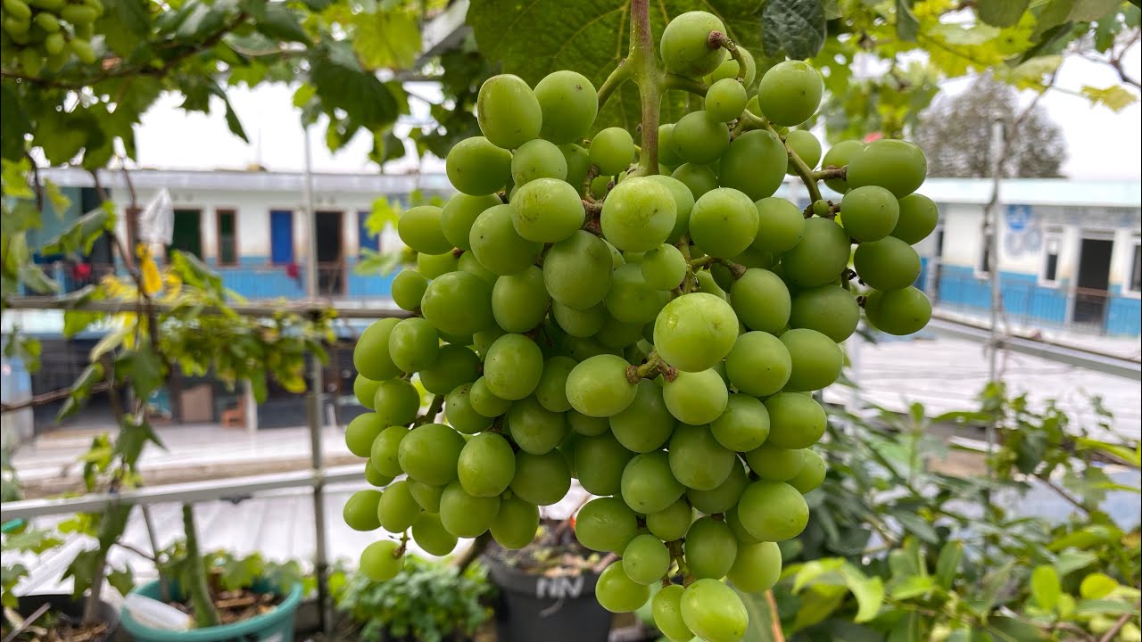 Anggur Shine Muscat selalu berbuah (ep3)