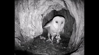 28/29 April ~ Barn Owl's night, yuk! they're not squeamish, are they?! ~ ©AudubonStarrRanch