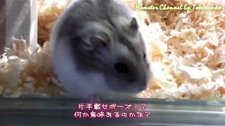 ももちゃんの朝の様子。【ハムスターと楽しく過ごそう!!】