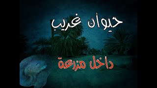 (ق484) جدار فاصل وشي غريب ظهر لي داخل أحد المزارع #قصص_واقعية #حقيقية #قصص #قصة #جن‪#‬رعب