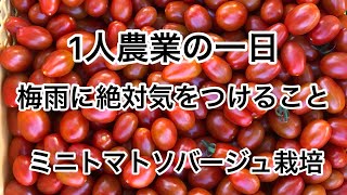 【ソバージュ栽培】ミニトマト梅雨時期の管理