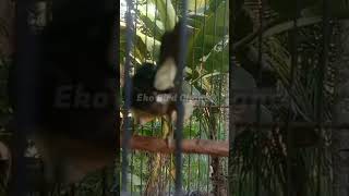 kolibri daun / kolibri wayang / kolibri kaca