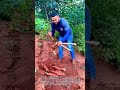 埋蔵金：巨大なキャッサバの塊茎を手で掘り出す：鍬を使いこなす方法　塊茎を壊さずに掘り出す方法