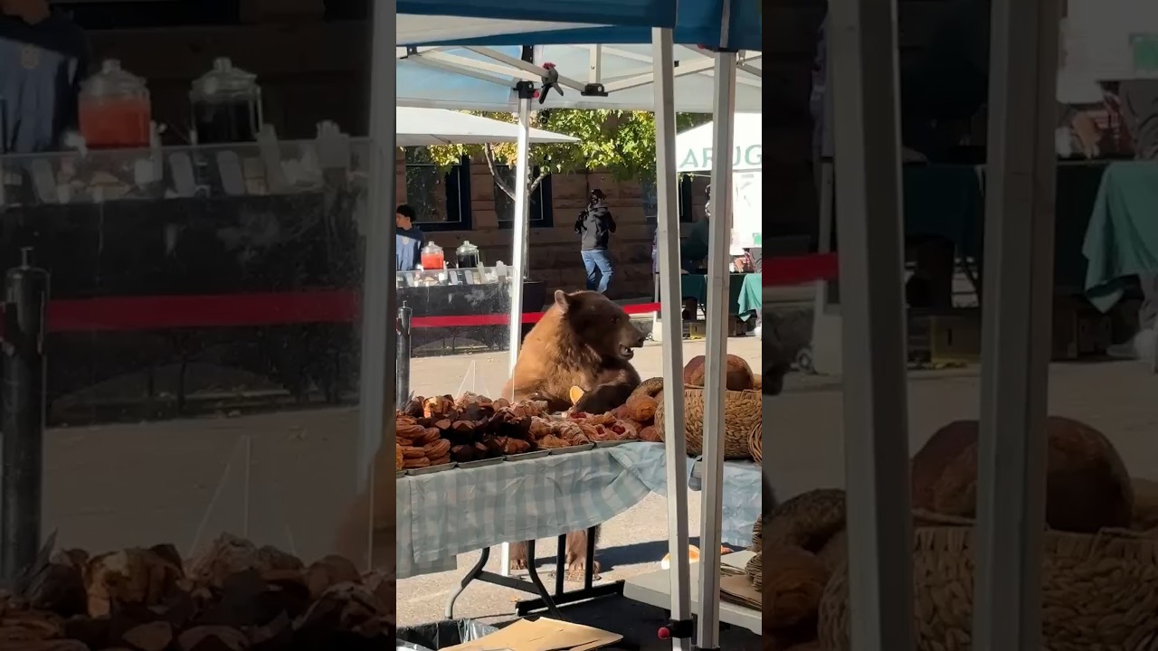 Bear eats pastries at Aspen farmer’s market Bear eats pastries at Aspen farmer’s market