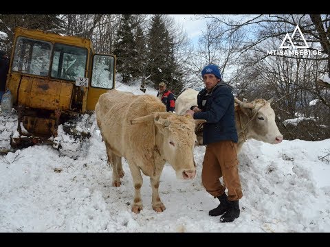 სხანარი - რეპორტაჟი რაჭველი მაისურაძეების სოფლიდან